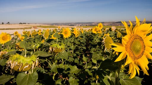 Un champs de tournesols dans la procinve de Burgos, en Espagne.