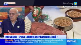Provence: comment planter le blé de la sainte Barbe?