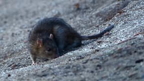 Un rat (illustration)