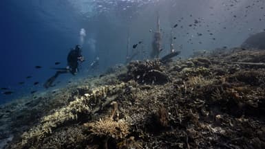 Des plongeurs devant des coraux montrant des signes de blanchissement vers Raja Ampat, en Indonésie, le 5 novembre 2023 (illustration)