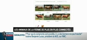 La chronique d'Anthony Morel: Les animaux de la ferme deviennent de plus en plus connectés - 01/03