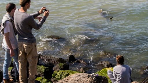 Des israéliens prennent des photos de requins dans la Méditerranée près de la côte de Hadera, au nord de Tel Aviv, le 23 janvier 2017