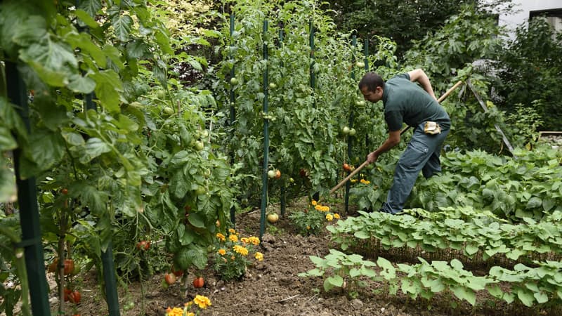 Un jardinier de la ville de Paris s'occupe d'un plan de tomates jouxtant la vigne de la butte Bergeyre.