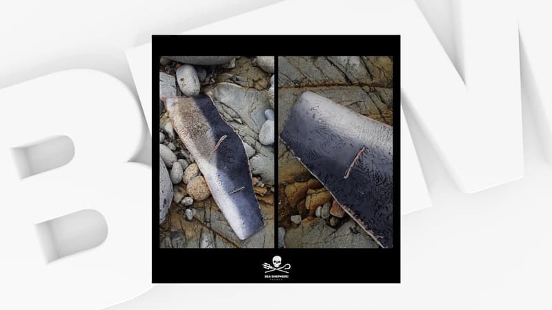 Sea Shepherd alerte sur la consommation de dauphin en France, après avoir retrouvé les restes d'un dauphin dans le Finistère