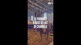 Les insolites du Salon de l'agriculture