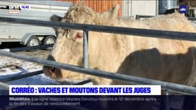 Hautes-Alpes: noter les animaux pour avoir le meilleur troupeau 