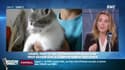 "Tout ce qu'essaient de nous dire les chats": une vétérinaire décrypte le comportement félin sur RMC