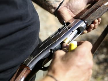 Une chienne, confondue avec un sanglier, a été tuée par des chasseurs (photo d'illustration).