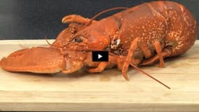 Comment faire cuire un homard ? (Vidéo)