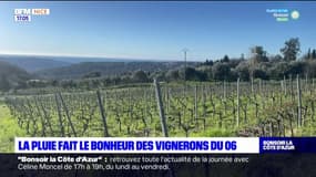 Alpes-Maritimes: les viticulteurs soulagés par le retour de la pluie