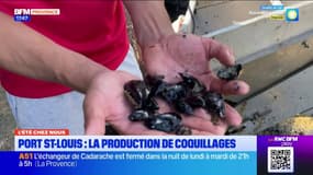 L'été chez nous: la production de coquillage à Port-Saint-Louis-du-Rhône