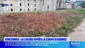 Vincennes: les habitants en colère après la coupe de 18 arbres devant le château