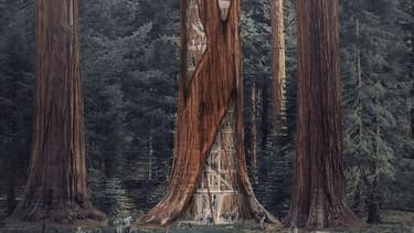 Une tour construite dans un arbre.