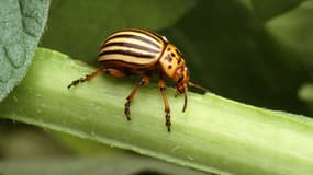 Le doryphore, insecte ravageur reconnaissable à sa robe jaune et noire.