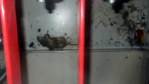 Le cadavre d'un rat a été découvert dans la centrale de Fukushima. Le rongeur pourrait être l'origine du court-circuit, lundi, qui a paralysé le système de refroidissement de la centrale.