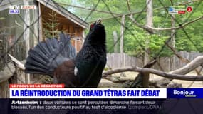 Massif des Vosges: la réintroduction du grand tétras fait débat