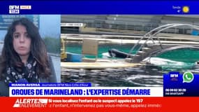 Marineland: l'expertise judiciaire sur l'état de santé des orques a démarré