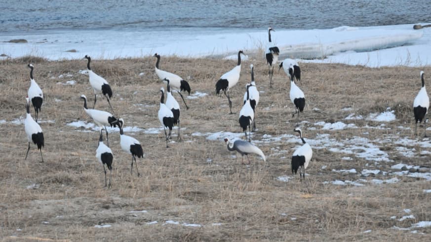 Des grues du Japon ont trouvé refuge dans la zone démilitarisée entre la Corée du Nord et la Corée du Sud. Des grues du Japon ont trouvé refuge dans la zone démilitarisée entre la Corée du Nord et la Corée du Sud.