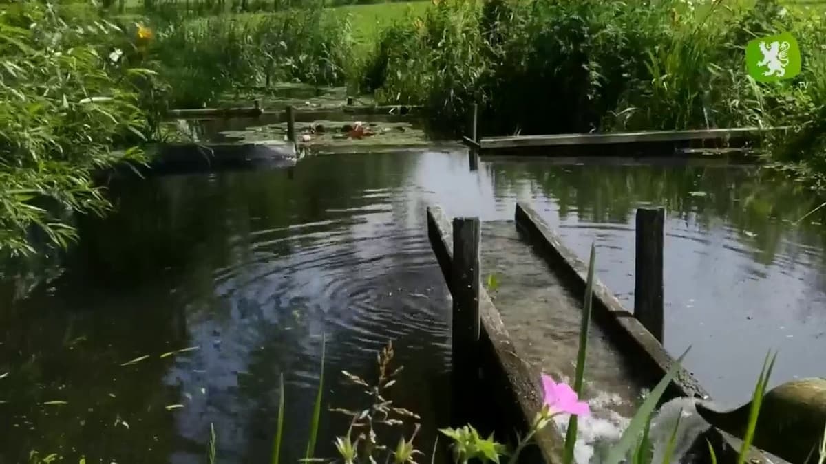 placeholder video