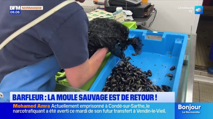 Barfleur: la moule sauvage est de retour