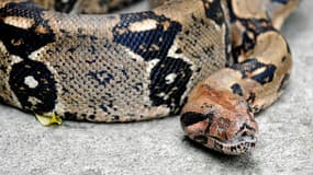 Un boa constrictor (photo d'illustration)