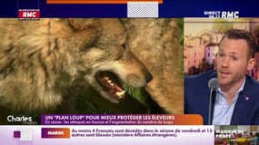 Zulesi : "La volonté est de tuer intelligemment le loup"
