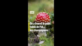 On a trouvé le point faible de l'IA… les champignons !