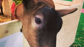 Au salon de l'agriculture samedi 23 février