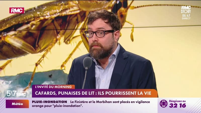 Cafards, punaises de lit : ils pourrissent la vie