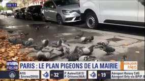 Un plan "pigeons" à Paris