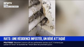 Au Havre, un bébé attaqué par un rat dans une résidence infestée de rongeurs