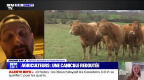Canicule: cet éleveur bovin en Haute-Garonne inquiet pour ses vaches
