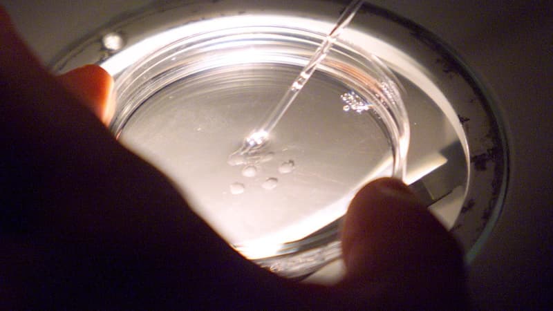 Péparation des ovocytes sous hotte stérile, avant la micro-injection des spermatozoides dans les ovocytes. 