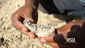 Mandibule humaine datant de 2,8 millions d'années, découverte par des archéologues en Ethiopie.