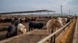 Des vaches  à Quemado, Texas, aux États-Unis, le 14 juin 2023.