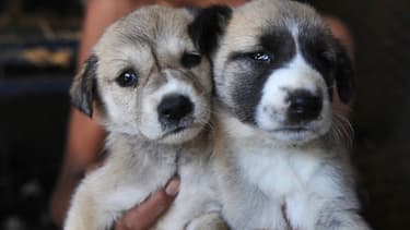 Des chiots - Image d'illustration