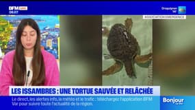 Les Issambres: après sept mois de soins, une tortue vient d'être relâchée