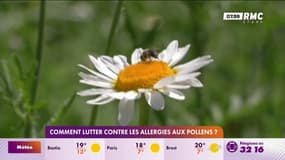 Comment lutter contre les allergies aux pollens? 