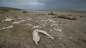 Des ossements et cadavres de bêtes, au Kazakhstan. 