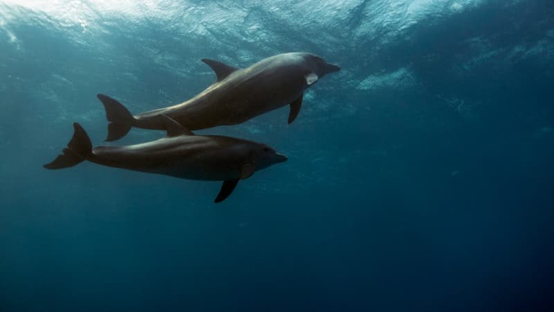 Deux dauphins dans la mer rouge égyptienne, dans la réserve de Ras Mohamed, au sud de la péninsule du Sinaï, le 7 septembre 2018