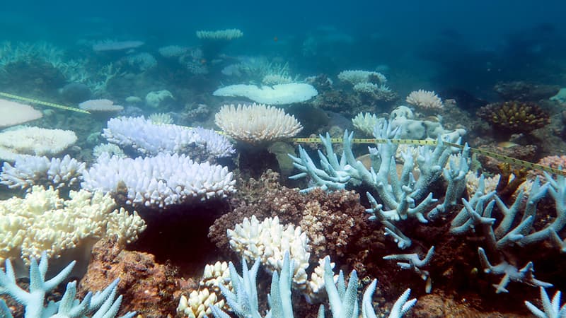 Quatre espèces de langoustes, une espèce d'étoile de mer, onze espèces d'éponges et une quinzaine d'espèces de corail ont été découvertes. (illustration)