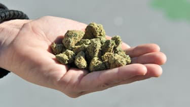 Le cannabis thérapeutique pourrait bénéficier à 300.000 patients en France.