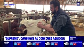 Salon de l'agriculture, "Suprême", une vache laitière va participer au concours général agricole