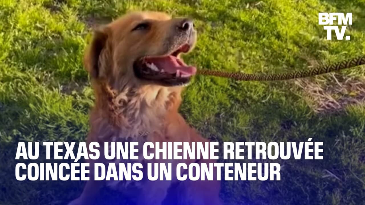Au Texas, une chienne est restée coincée une semaine dans un conteneur