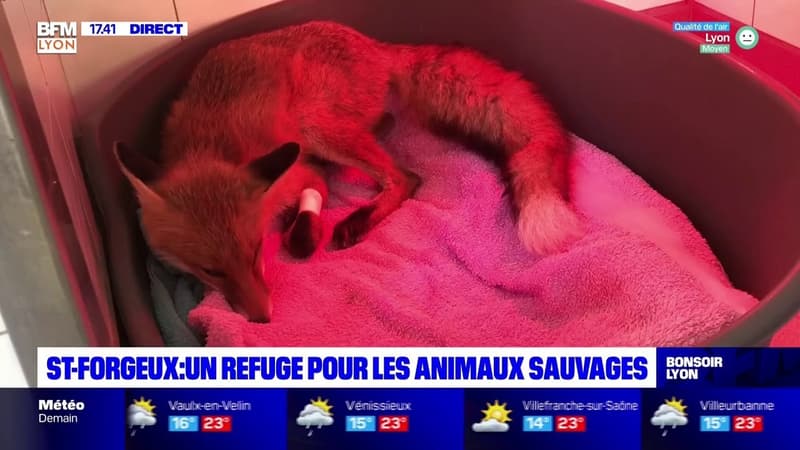 Saint-Forgeux : le refuge qui sauve les animaux sauvages du Rhône