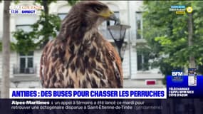 Antibes: des buses lâchées pour effrayer les perruches