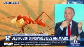 Des robots inspirés des animaux