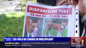 Les vols de chiens se multiplient, l'Ile-de-France particulièrement touchée