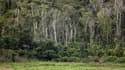 La déforestation de l'Amazonie brésilienne est tombée à son niveau le plus bas depuis 23 ans, révèle une étude gouvernementale dont les auteurs attribuent cette évolution aux renforcement des mesures contre l'abattage clandestin. /Photo d'archives/REUTERS