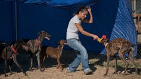 Kristal, une volontaire, joue avec des lévriers à Alhaurin de la Torre en Espagne dans un refuge pour chiens, le 19 juin 2015